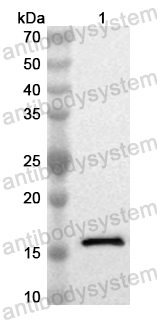 Anti-Human TSPAN15 Polyclonal Antibody