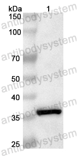 Anti-Human BPNT1 Polyclonal Antibody