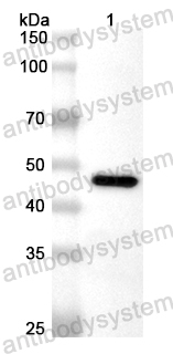 Anti-Human ECD Polyclonal Antibody