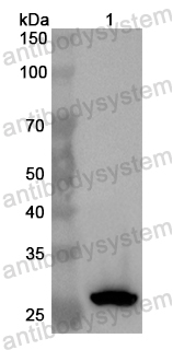 Anti-Human TBX6 Polyclonal Antibody