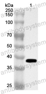 Anti-Human PDYN Polyclonal Antibody
