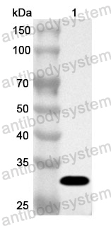 Anti-Human PRH1 Polyclonal Antibody
