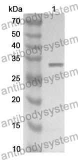 Anti-ESR1/ER-alpha Polyclonal Antibody
