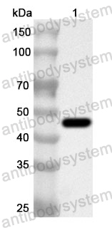 Anti-Human ISG15 Polyclonal Antibody