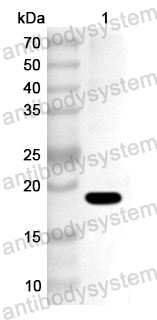 Anti-Human POLR3D Polyclonal Antibody