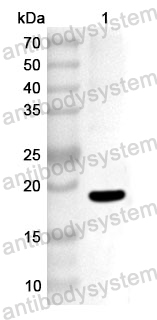Anti-Human REG1A Polyclonal Antibody