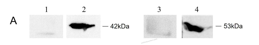 Western Blot for Anti-KRT8/CK-8 Polyclonal Antibody ?>