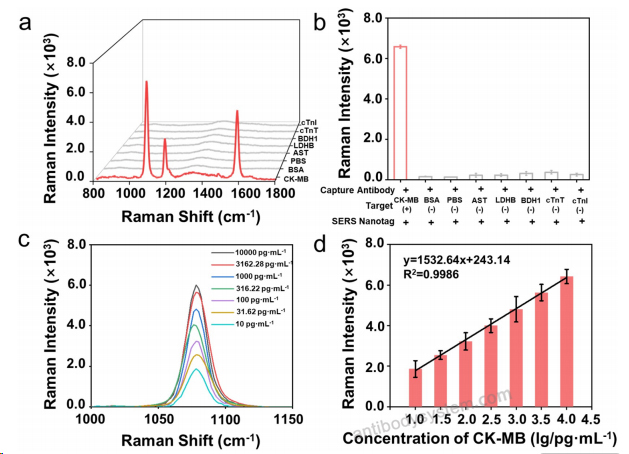 SERS for Anti-Human CK-MB Polyclonal Antibody ?>