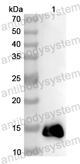 Anti-Human CD3E Polyclonal Antibody