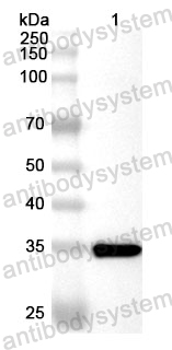 Anti-Human CHRM4 Polyclonal Antibody