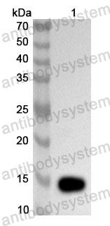 Anti-Human INHBA Polyclonal Antibody