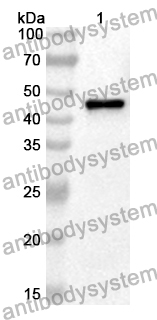 Anti-ABHD2 Polyclonal Antibody