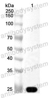 Anti-Human LTA4H Polyclonal Antibody