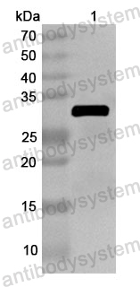 Anti-Human NUDT7 Polyclonal Antibody