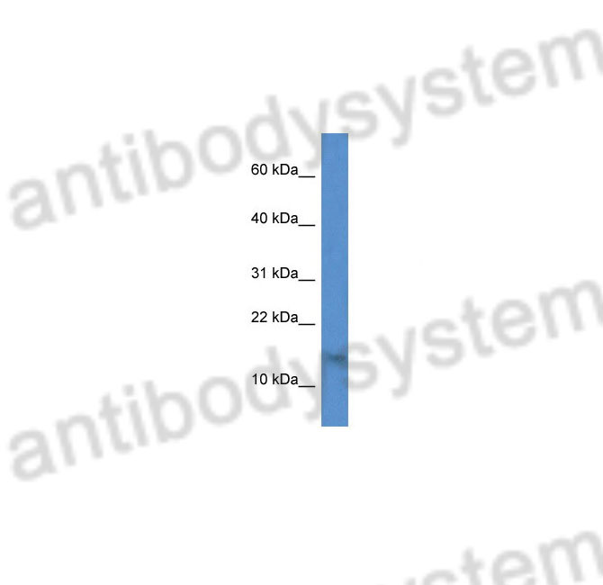 Western Blot for Anti-Human H2AZ1 Polyclonal Antibody ?>