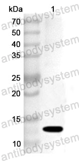 Anti-Human H2AB1 Polyclonal Antibody