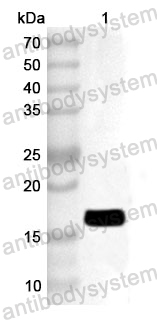 Anti-Human POLR1D Polyclonal Antibody