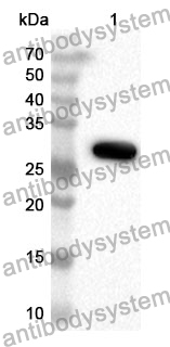 Anti-Human CYP2D6 Polyclonal Antibody