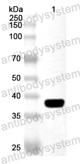 Anti-Human HAPLN1 Polyclonal Antibody