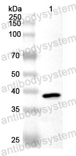 Anti-Human MYF5 Polyclonal Antibody