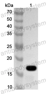 Anti-Human TDGF1/CRIPTO Polyclonal Antibody
