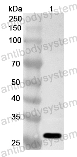 Anti-Human CFTR Polyclonal Antibody