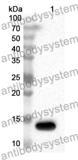 Anti-MIF Polyclonal Antibody