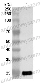 Anti-Human ATF2 Polyclonal Antibody