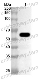 Anti-Human GNS Polyclonal Antibody