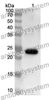 Anti-CREB1 Polyclonal Antibody
