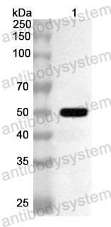 Anti-Human PNLIP Polyclonal Antibody