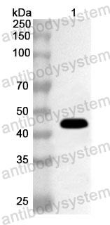 Anti-Human HOXB9 Polyclonal Antibody