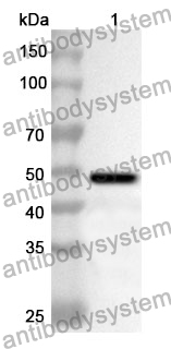 Anti-CD223/LAG3 Polyclonal Antibody