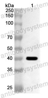 Anti-Human TSPAN8 Polyclonal Antibody