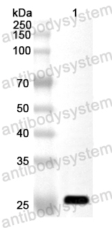 Anti-Human CD33 Polyclonal Antibody