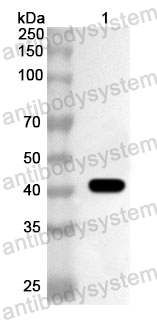 Anti-Human CHRM3 Polyclonal Antibody
