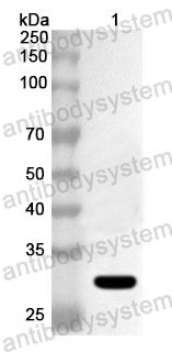 Anti-Human PDC Polyclonal Antibody