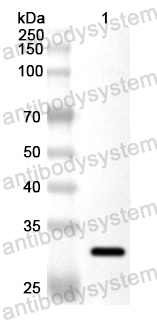 Anti-Human CD24 Polyclonal Antibody