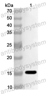Anti-Human CD82 Polyclonal Antibody