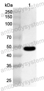 Anti-Human MSX1 Polyclonal Antibody