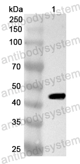Anti-MAT2A Polyclonal Antibody