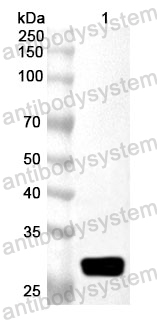 Anti-Human EVI2B Polyclonal Antibody