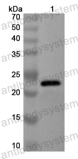 Anti-TCF7 Polyclonal Antibody