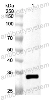 Anti-Human MTOR Polyclonal Antibody