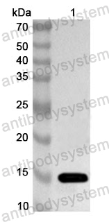 Anti-Human TOB1 Polyclonal Antibody