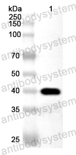 Anti-Human INSL3 Polyclonal Antibody