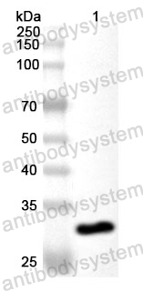 Anti-Human MAP2K6 Polyclonal Antibody