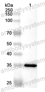 Anti-Human PDX1 Polyclonal Antibody