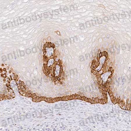 Immunohistochemical for Anti-Human SEC13 Polyclonal Antibody ?>