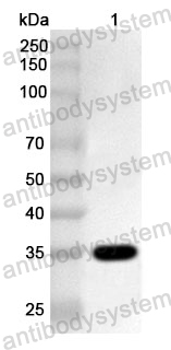 Anti-Human CLDN18/Claudin-18 Polyclonal Antibody
